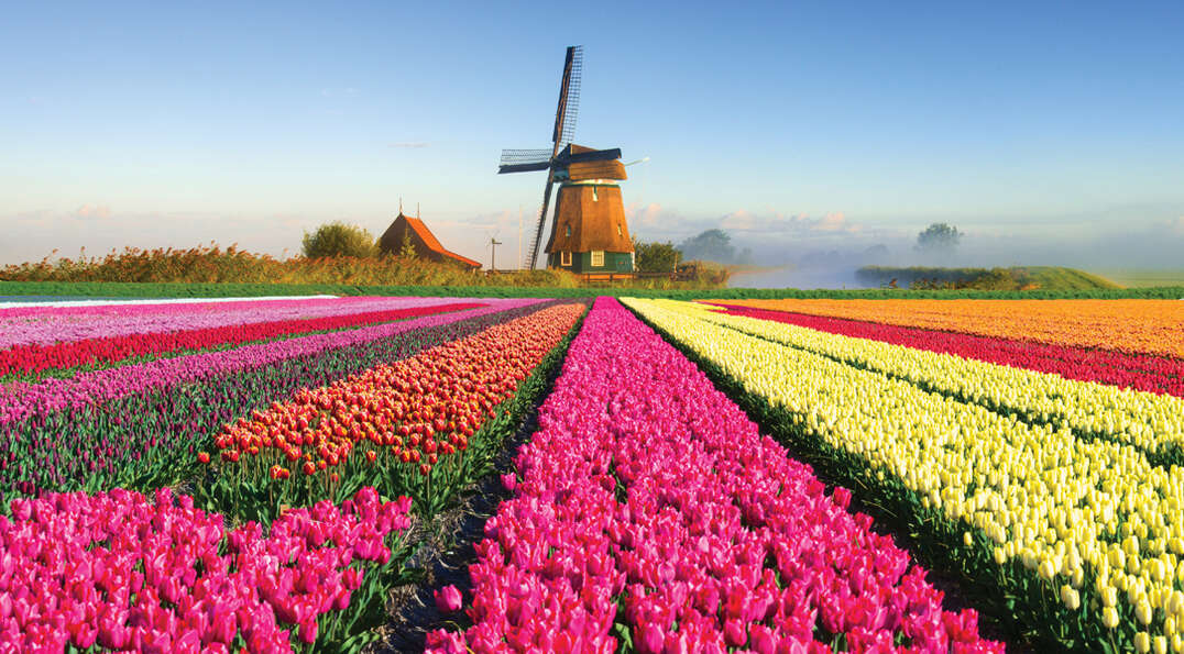 Rows of colorful tulips in a field with a classic windmill in the Netherlands.
