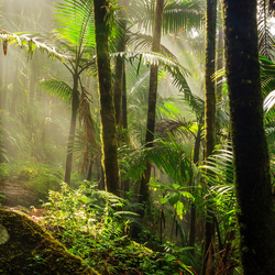 Sunlight streams through the lush green canopy of trees and ferns in the El Yunque RainForest, illuminating a winding path through the jungle.