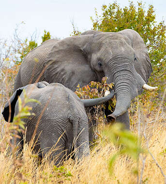 A large adult elephant and a younger elephant graze among the tall yellow grass and green bushes in Chobe.