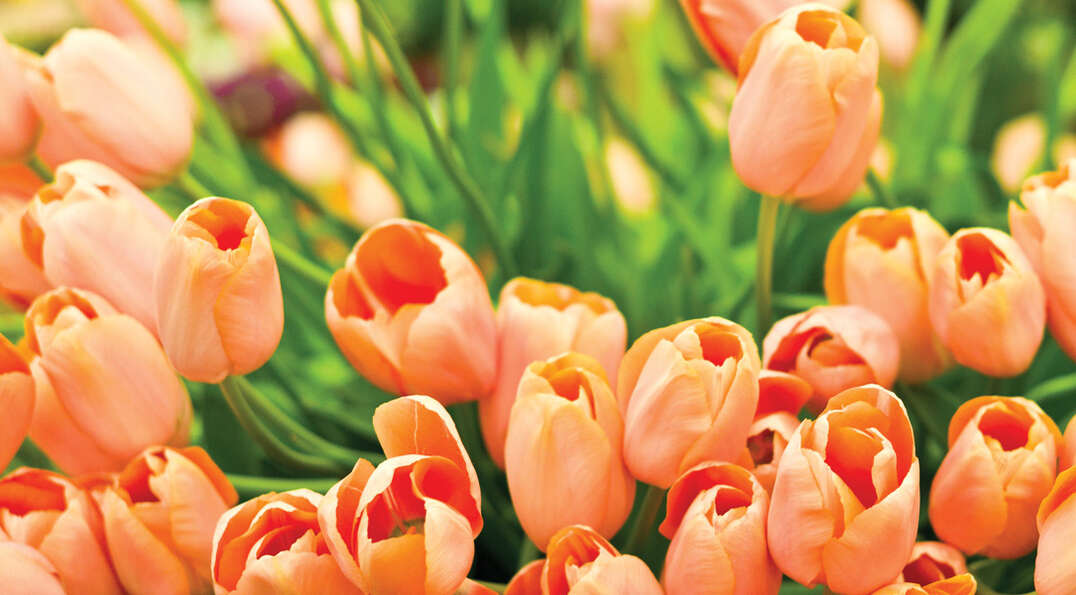 A close-up of peach-colored tulips with green stems at the Chelsea Flower Show in England.