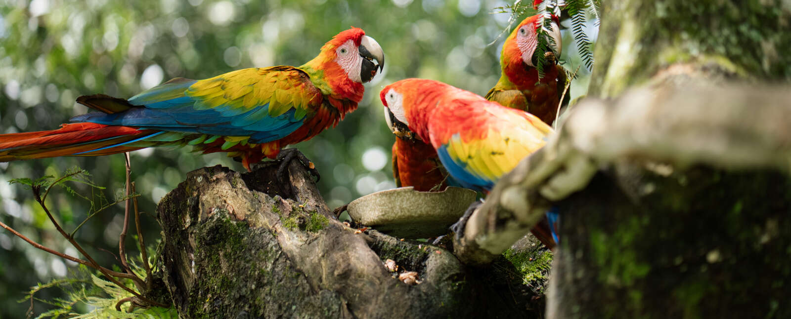 Monteverde Cloud Forest